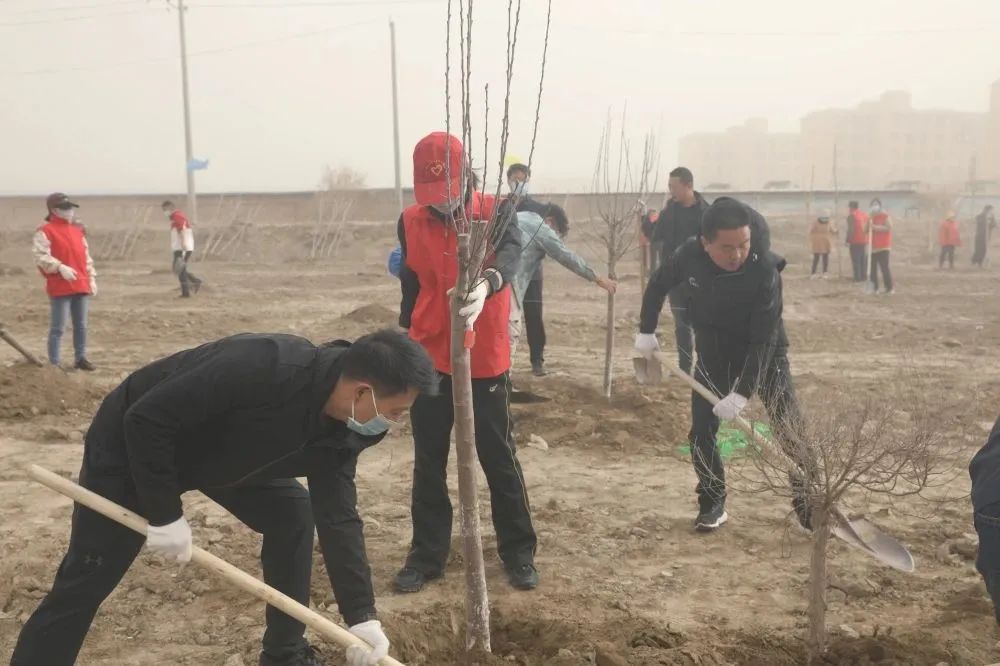 植树添绿正当时  八团开展春季义务植树活动