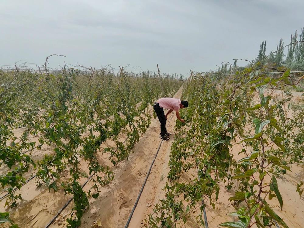 十二团特色山药促增收 扩宽职工致富路