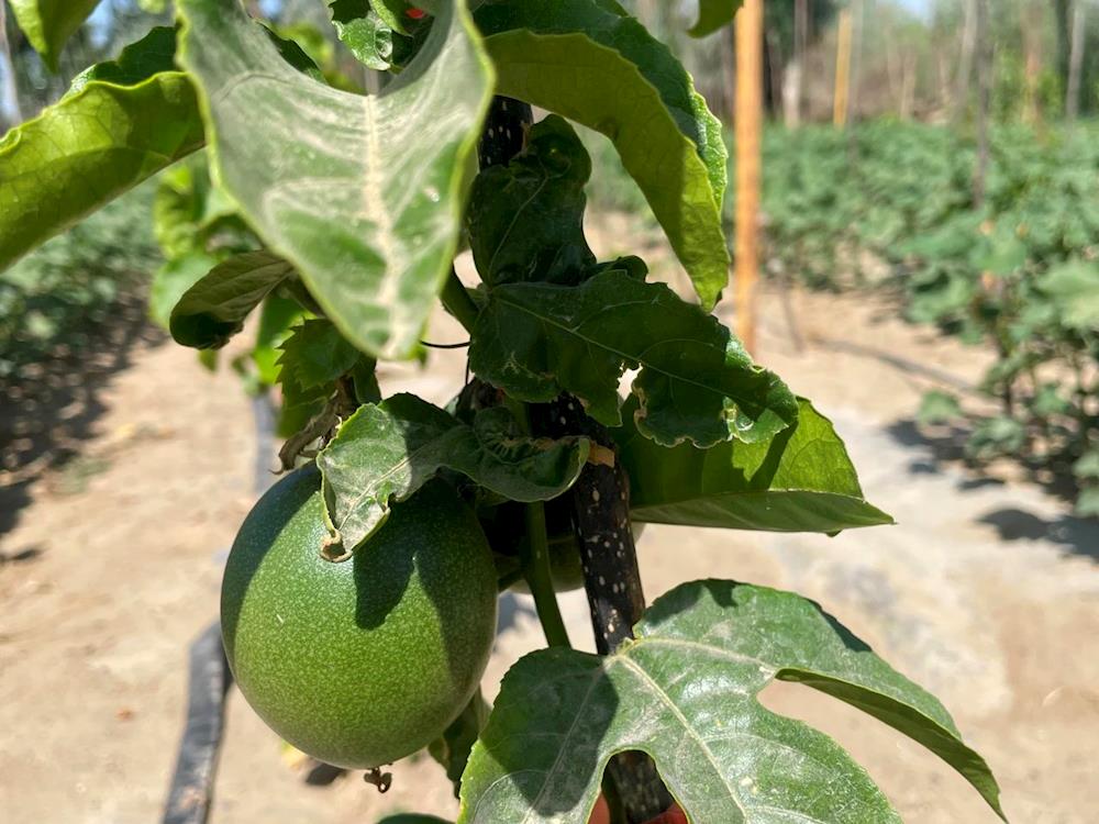 十二团10连：特色种植百香果 走出乡村振兴致富路
